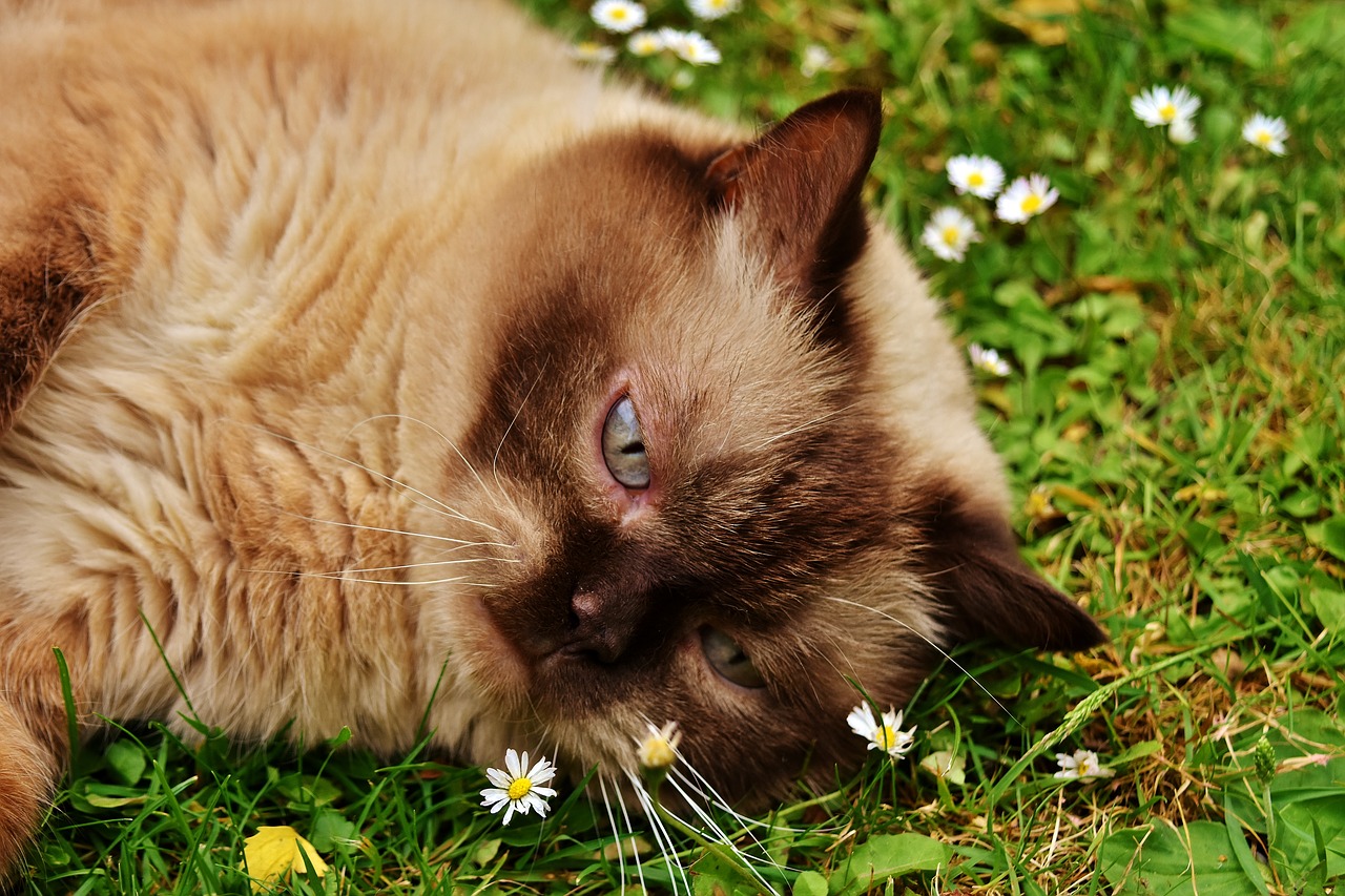 british shorthair rest relaxed free photo