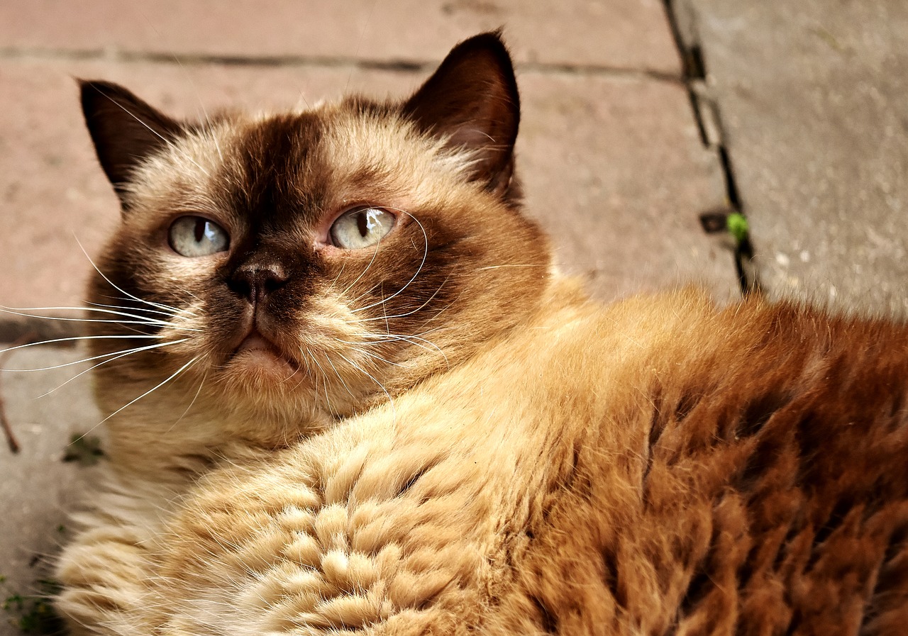 british shorthair rest relaxed free photo