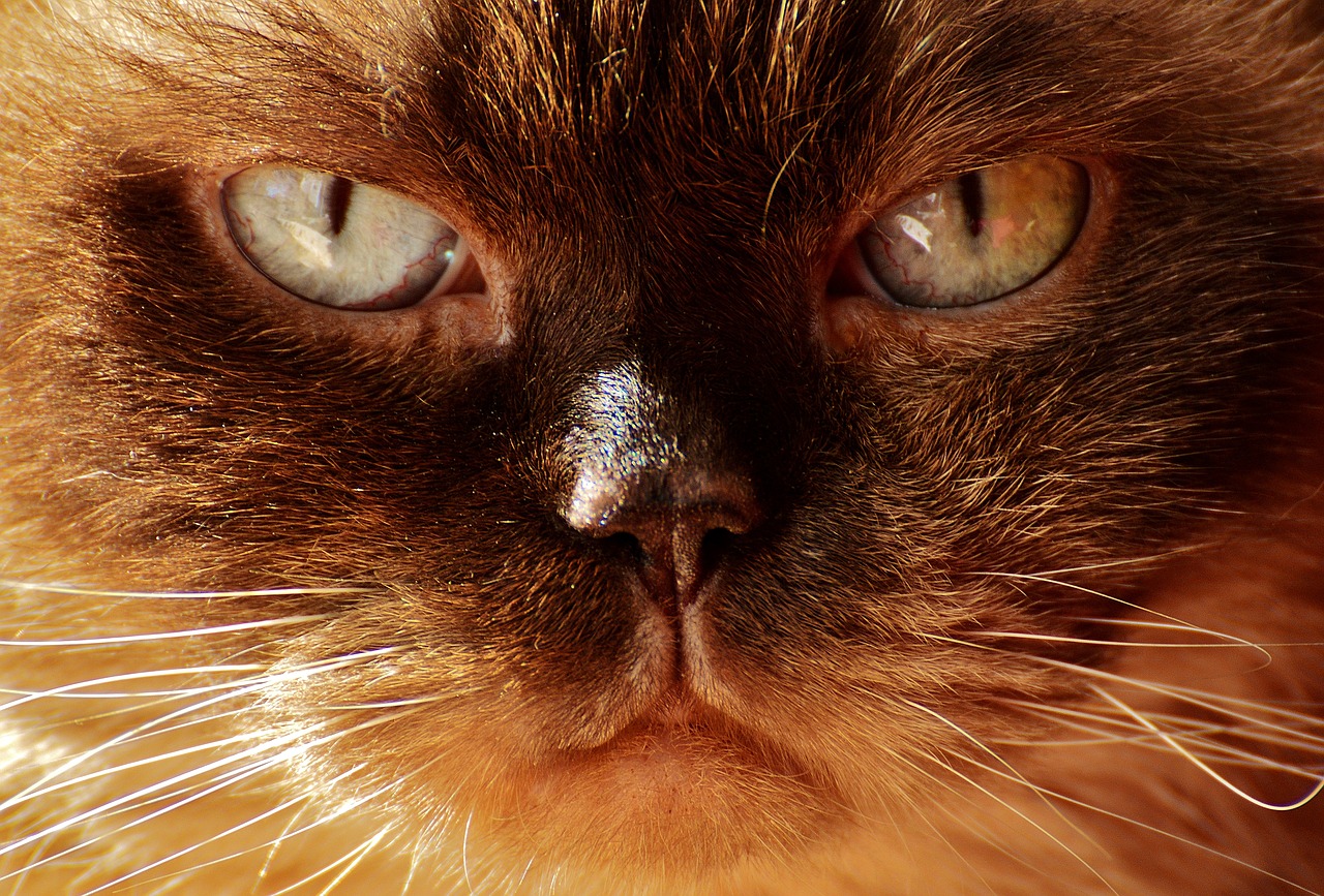british shorthair cat mieze free photo