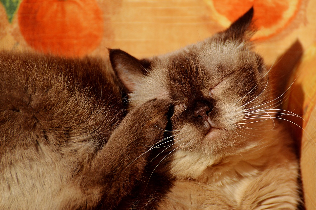 british shorthair rest relaxed free photo