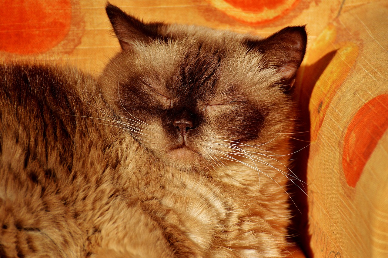 british shorthair rest relaxed free photo