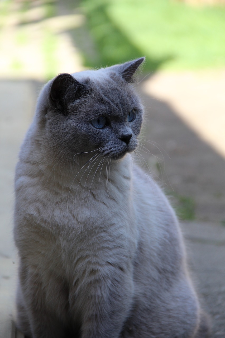 british shorthair cats pet free photo