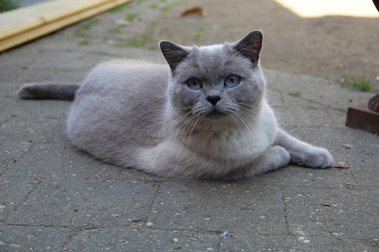 british shorthair cats pet free photo