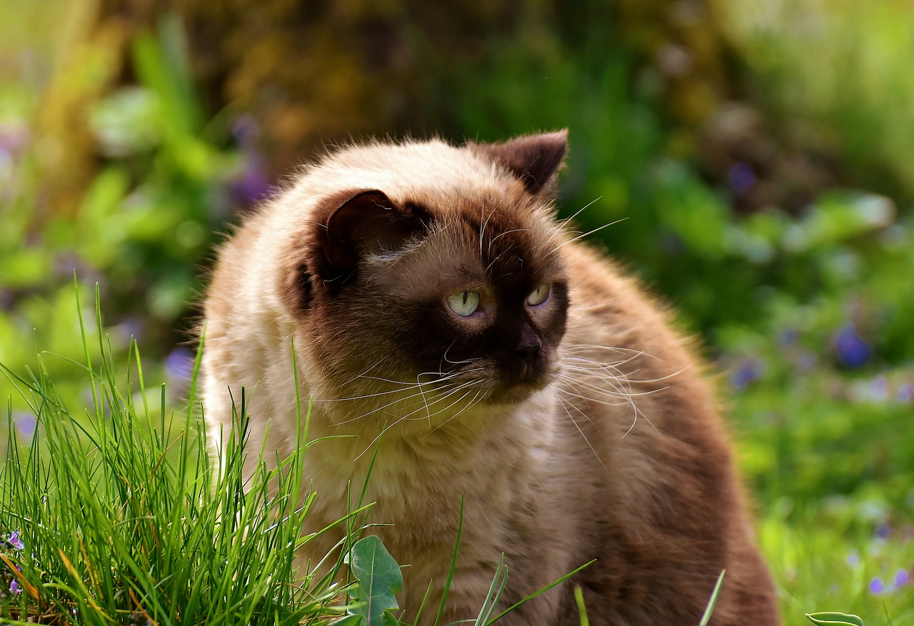 british shorthair rest relaxed free photo