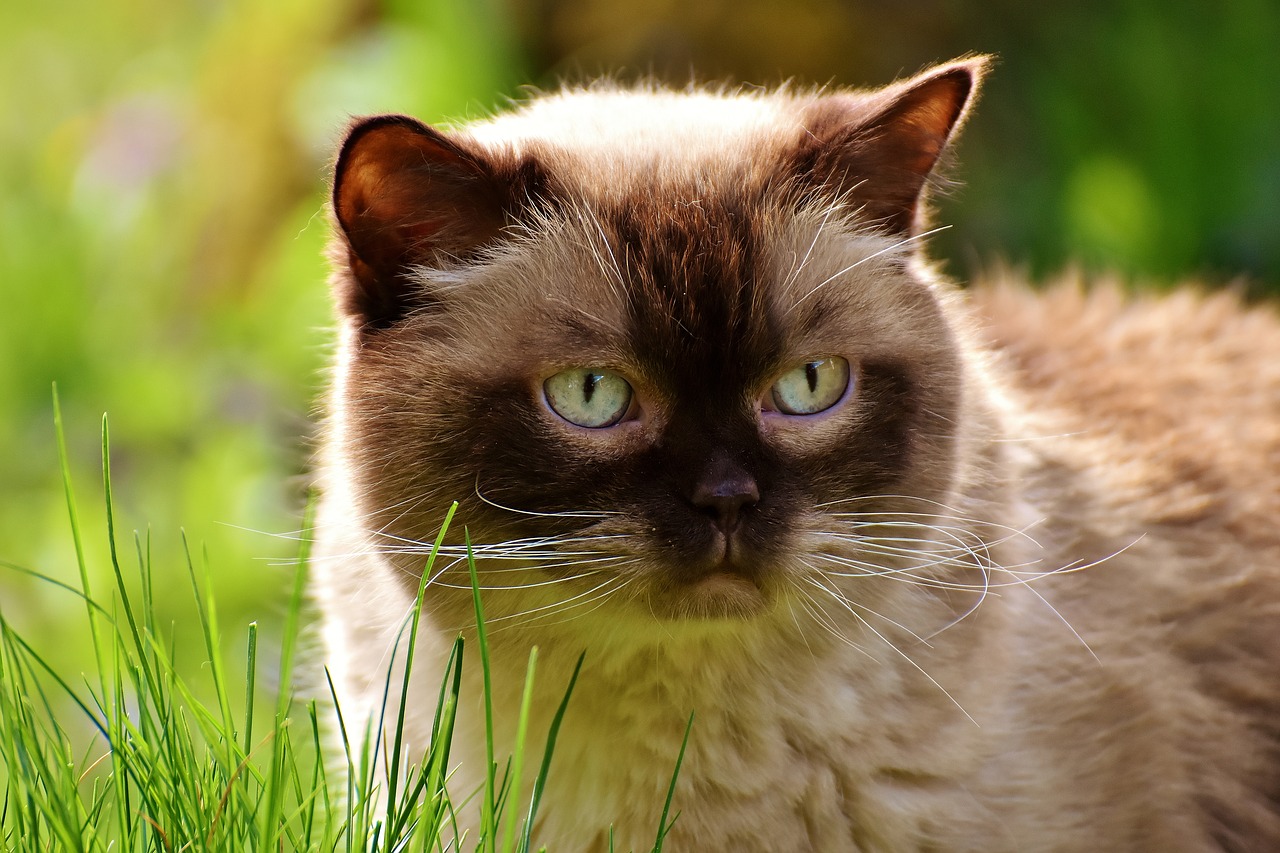 british shorthair rest relaxed free photo