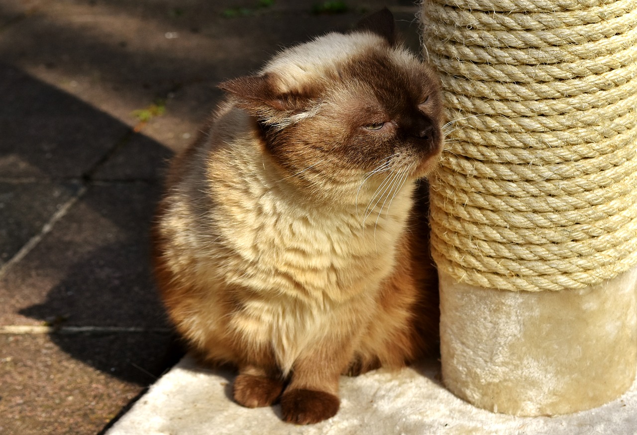 british shorthair cat kratzbaum free photo