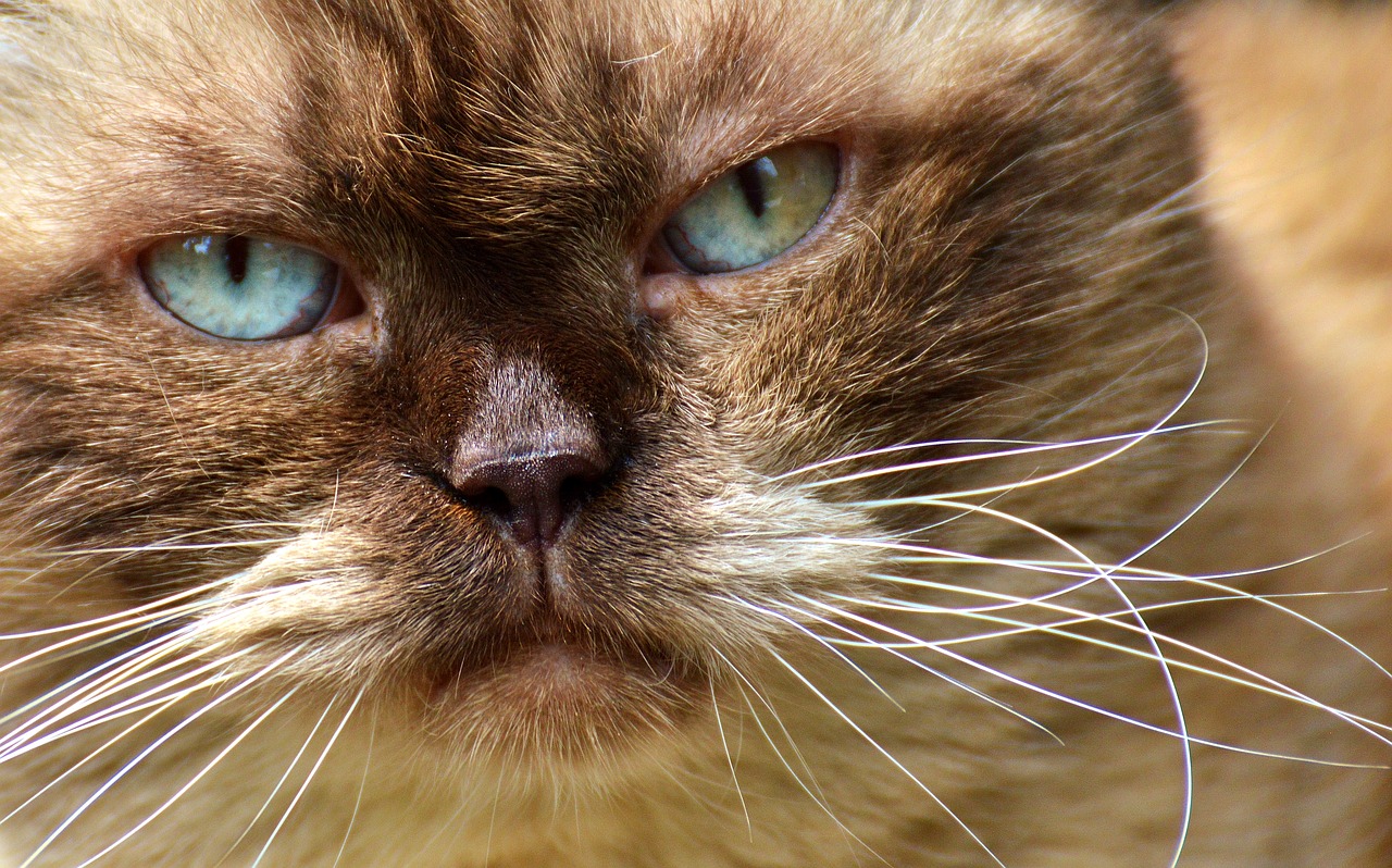 british shorthair cat cute free photo