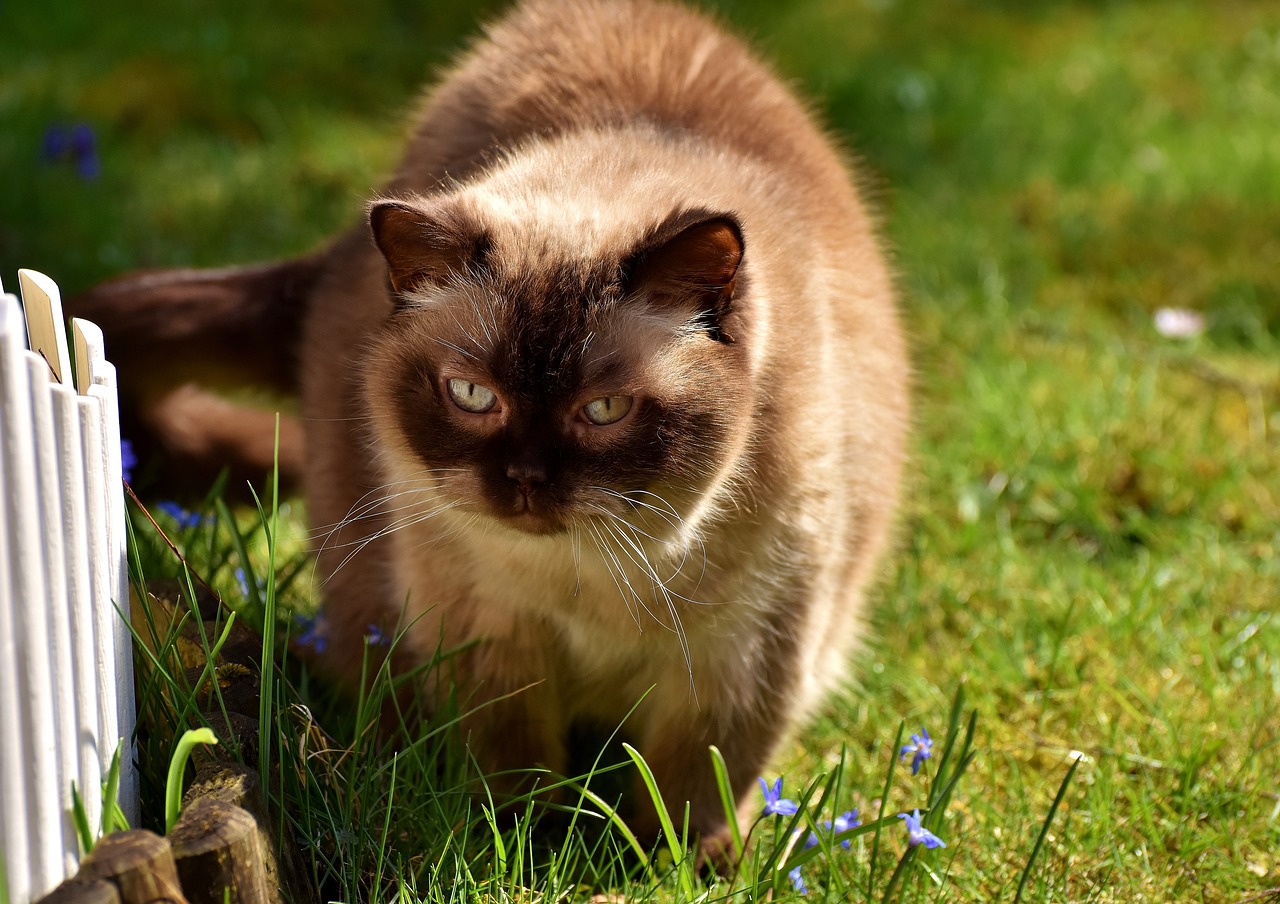 british shorthair cat cute free photo
