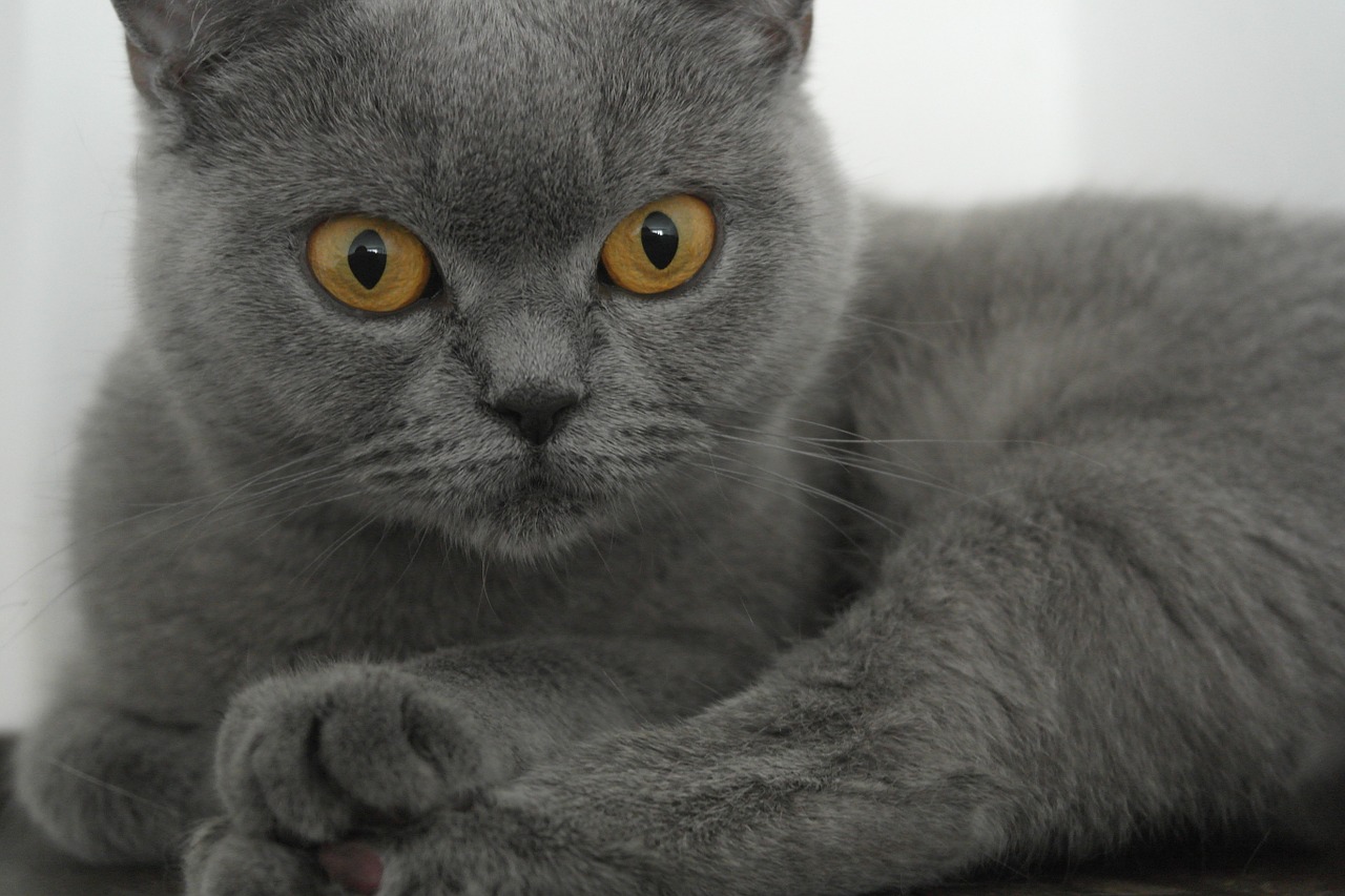 british shorthair cherished gray free photo