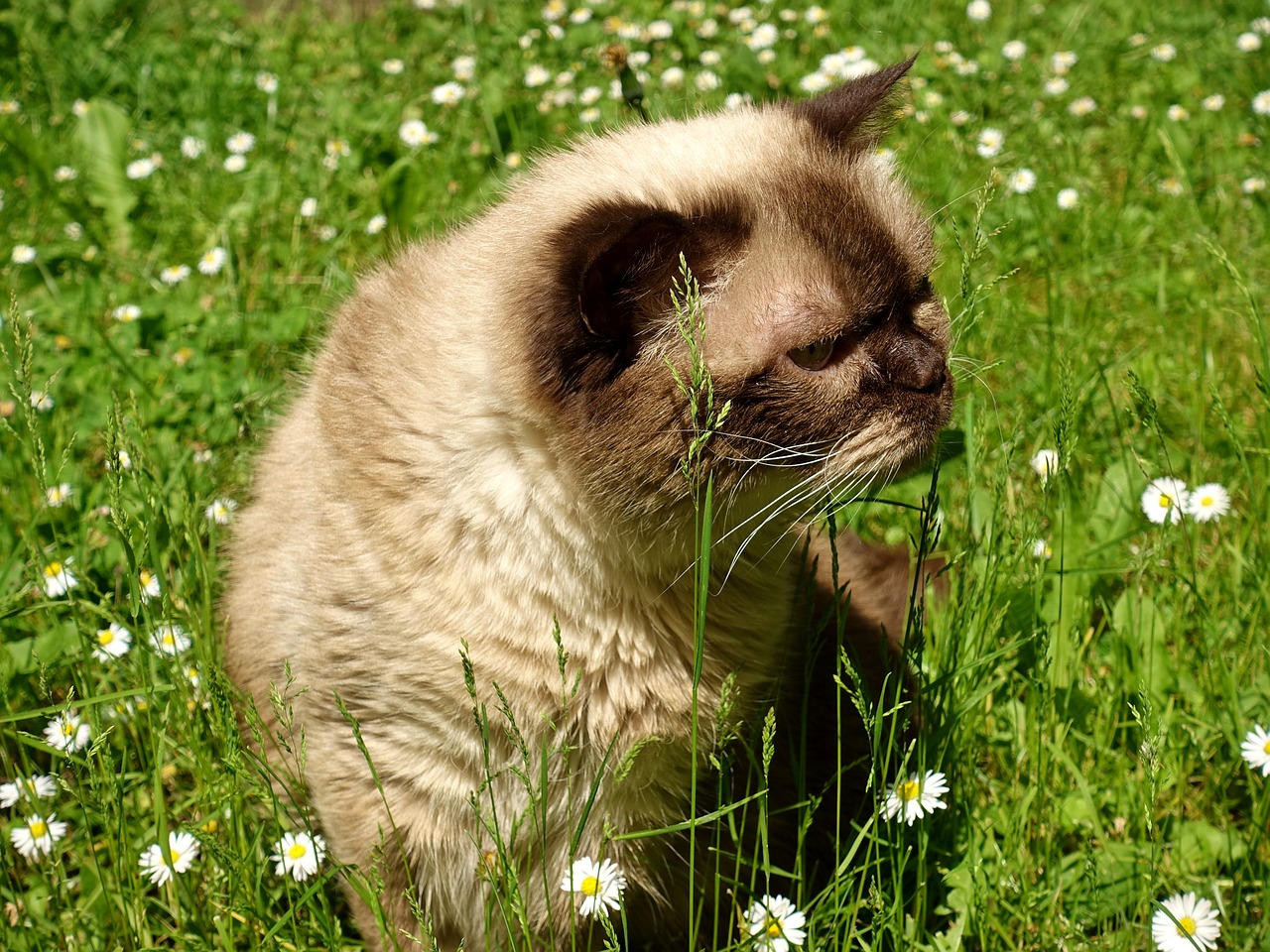 british shorthair  cat  cute free photo