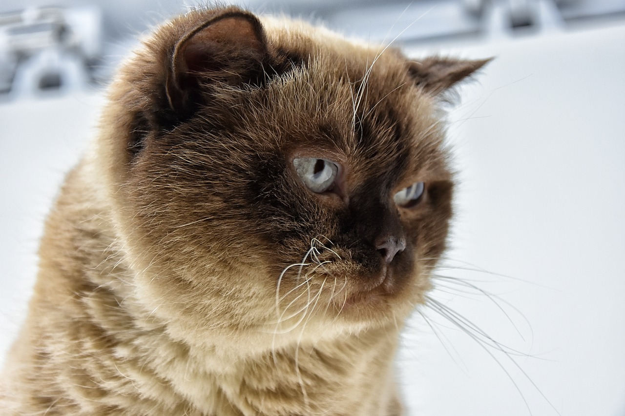 british shorthair  cat  thoroughbred free photo