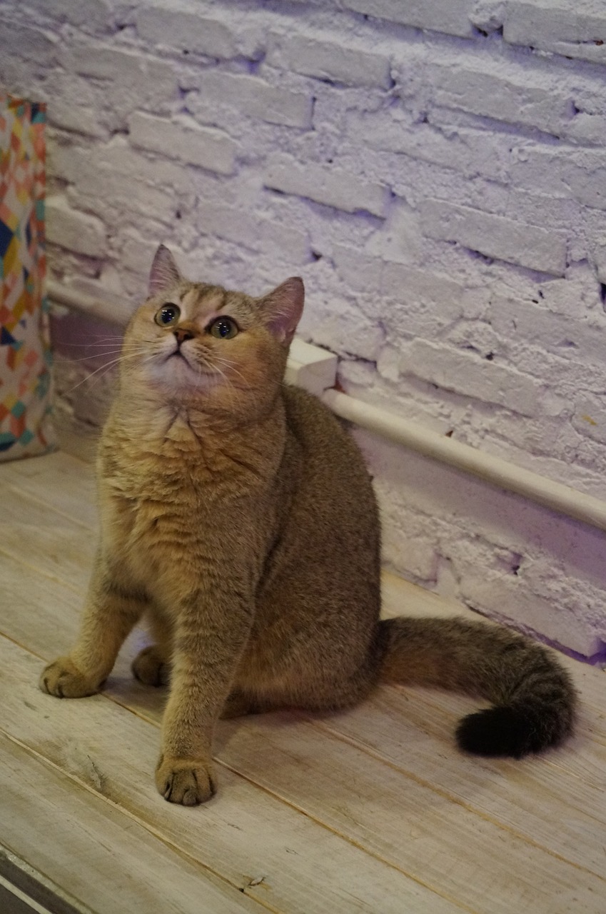 british shorthair cat pet free photo