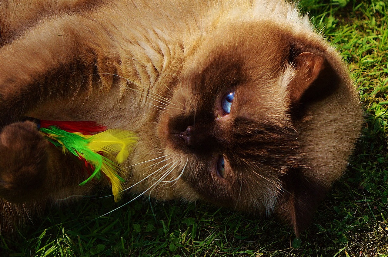 british shorthair cat play free photo