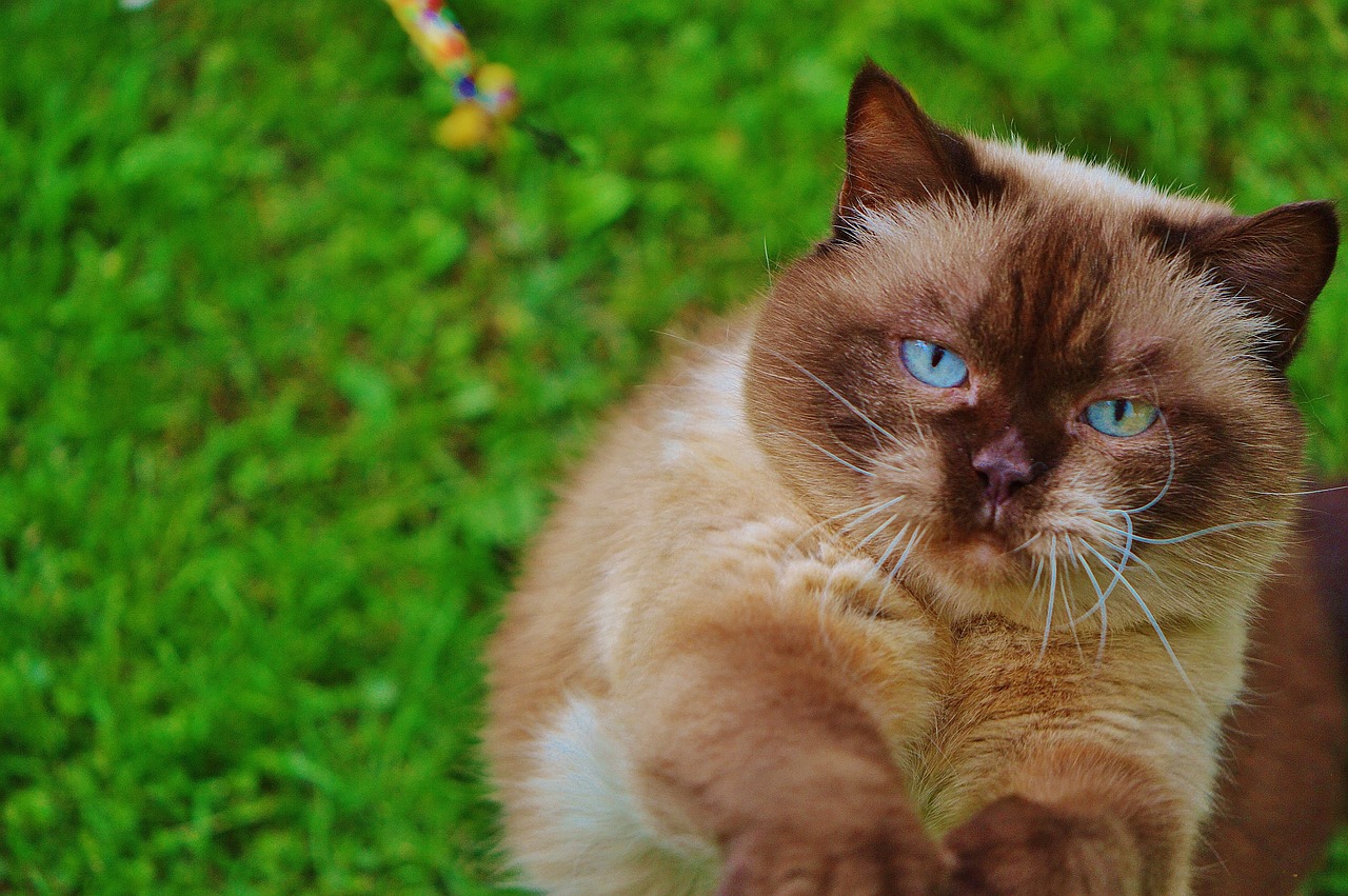 british shorthair cat play free photo