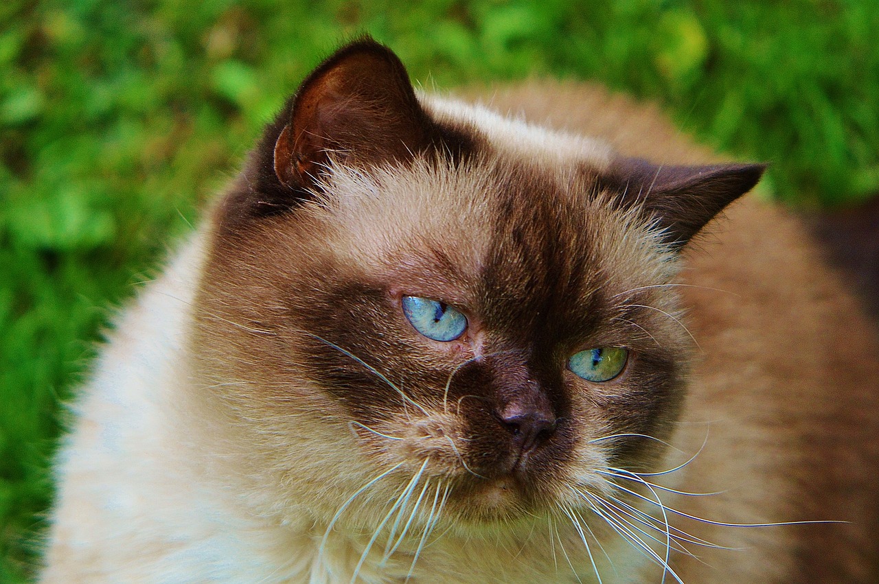 british shorthair cat play free photo