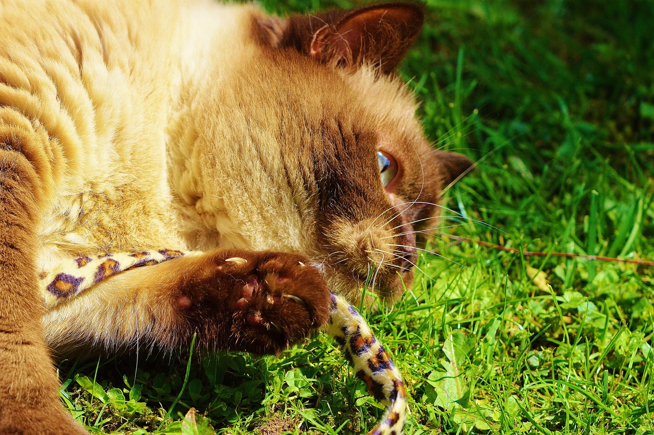 british shorthair cat play free photo