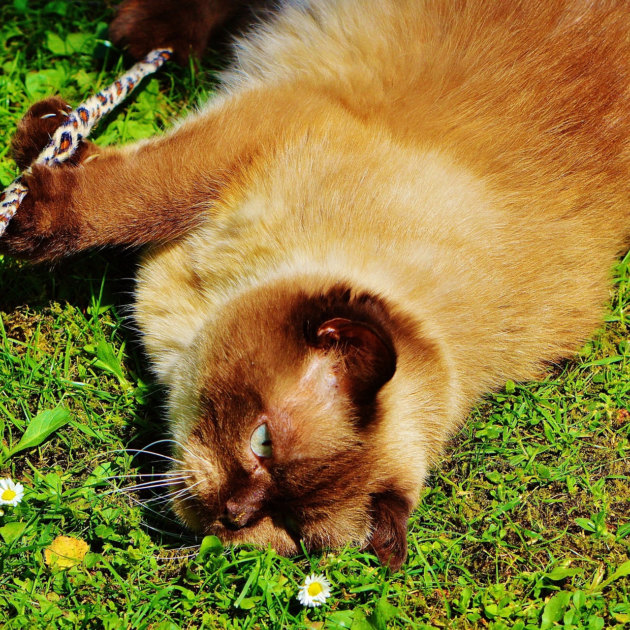 british shorthair cat play free photo