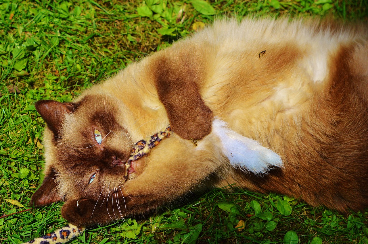 british shorthair cat play free photo