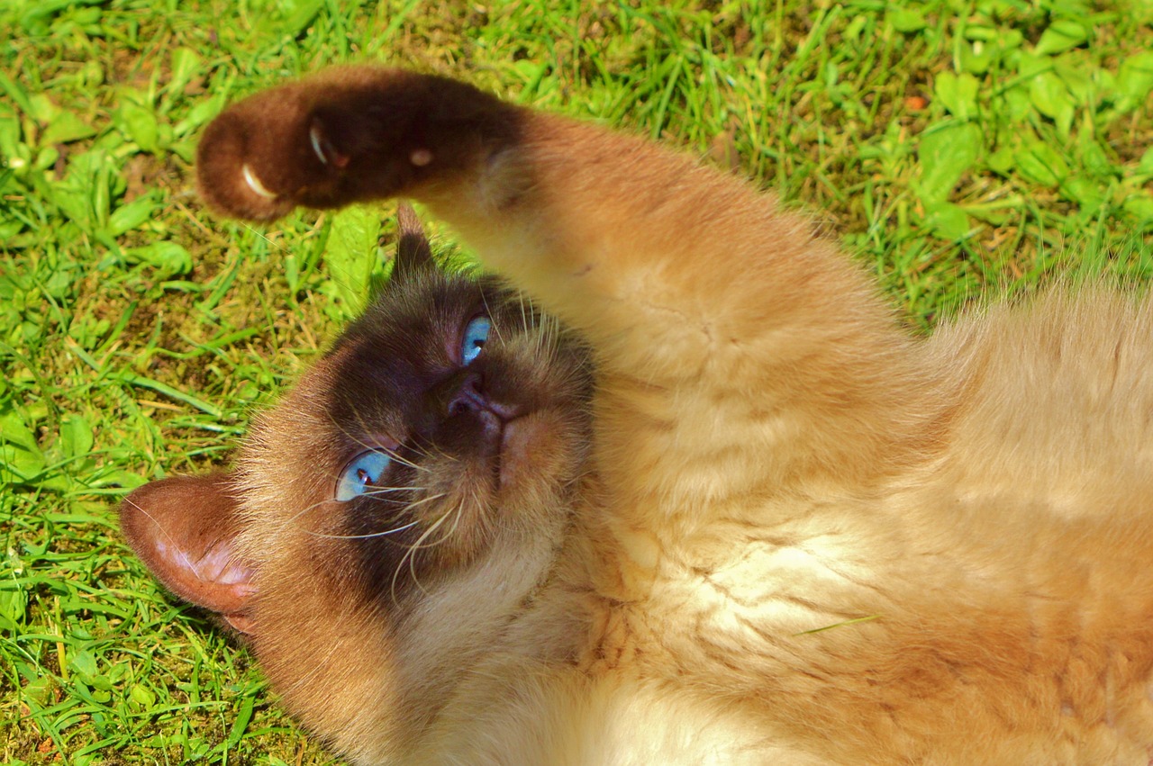british shorthair cat play free photo
