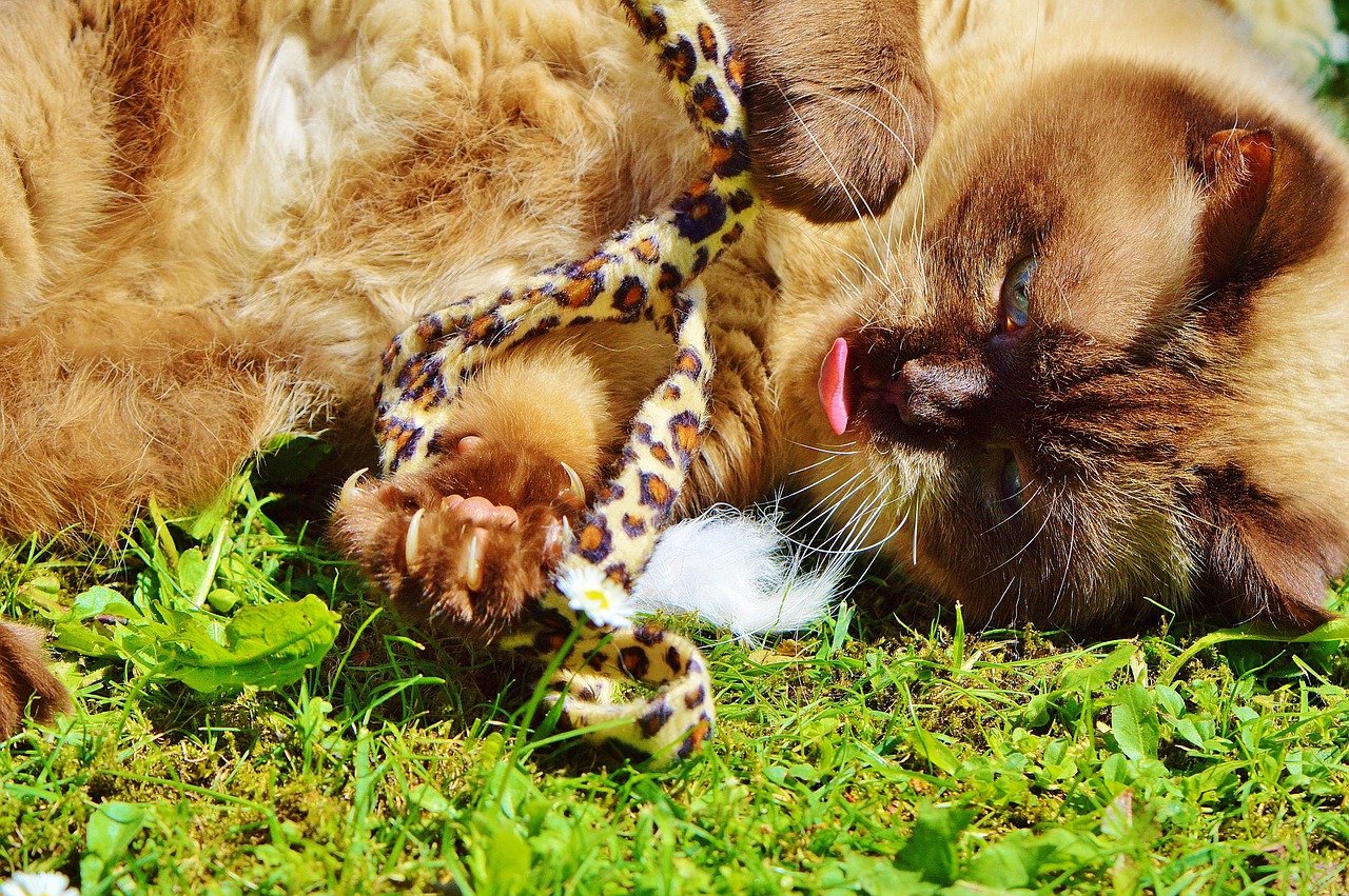 british shorthair cat play free photo