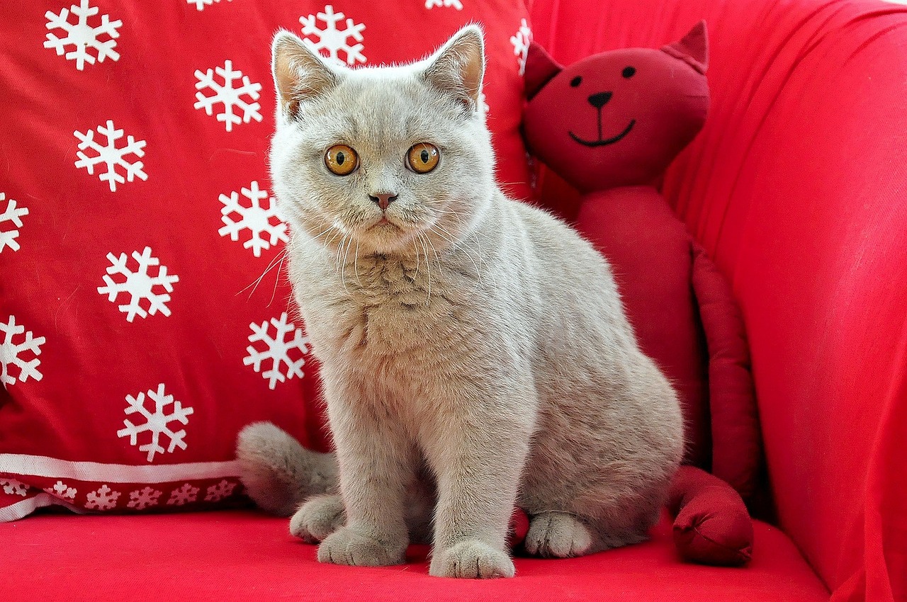 british shorthair cat young free photo