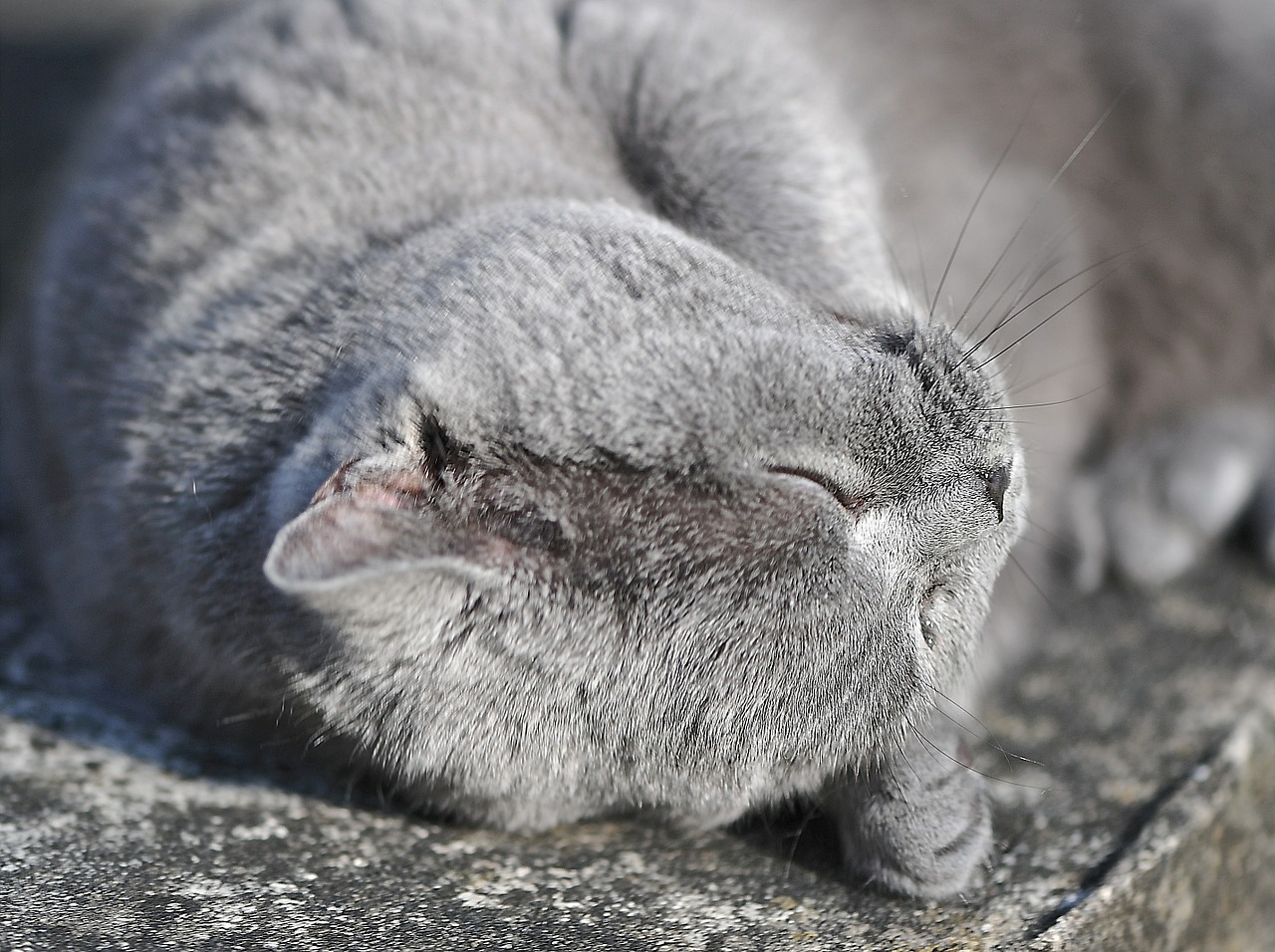 british shorthair cat cat animal free photo