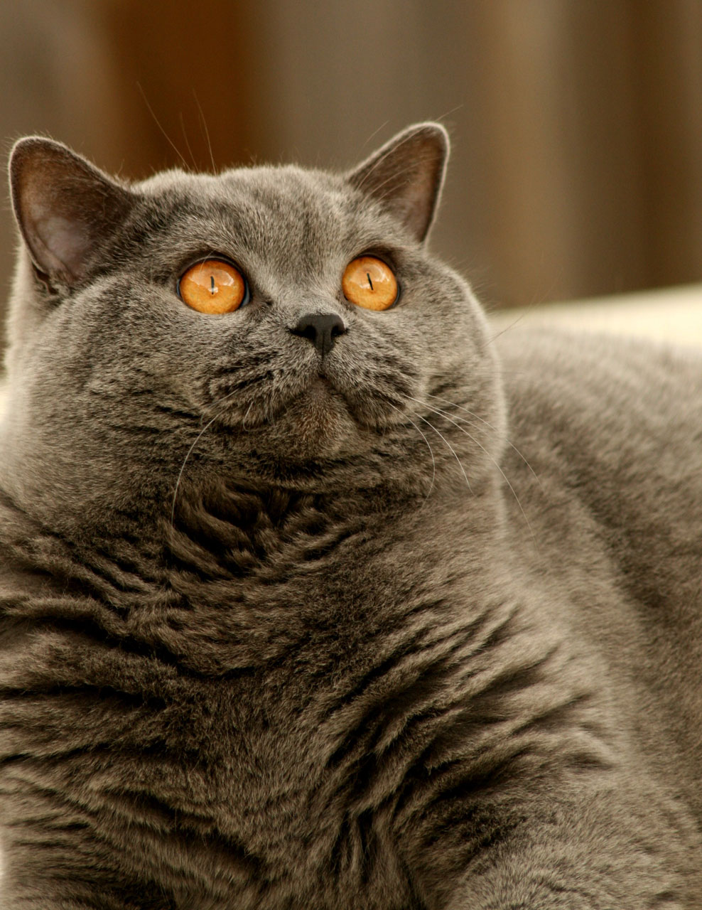 cat british shorthair free photo