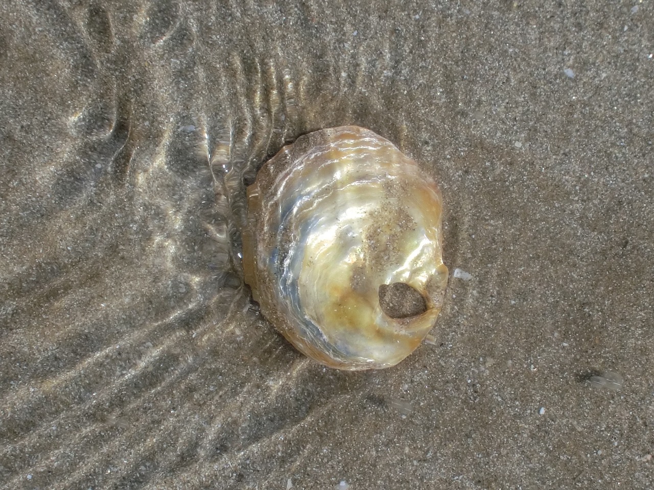 brittany shell beach free photo