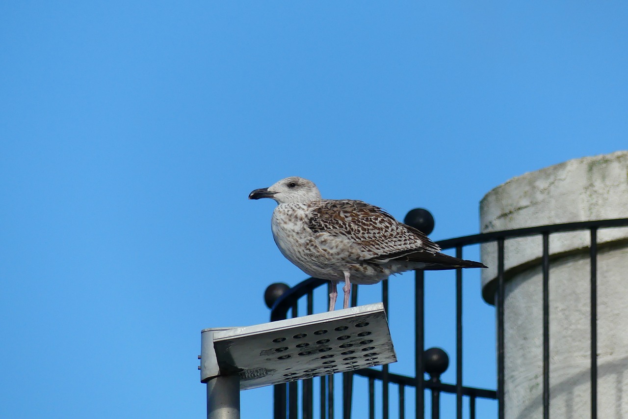 brittany bird gull free photo