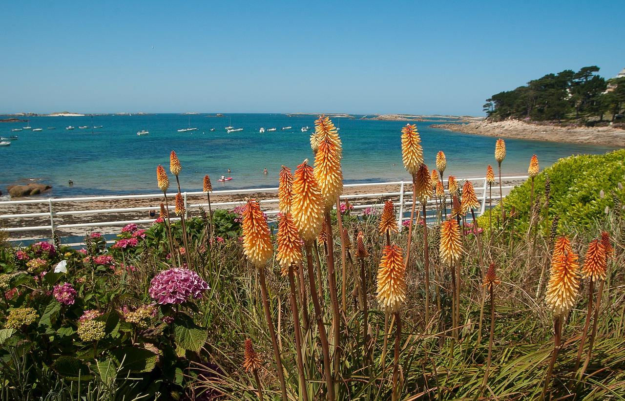 brittany beach bay free photo