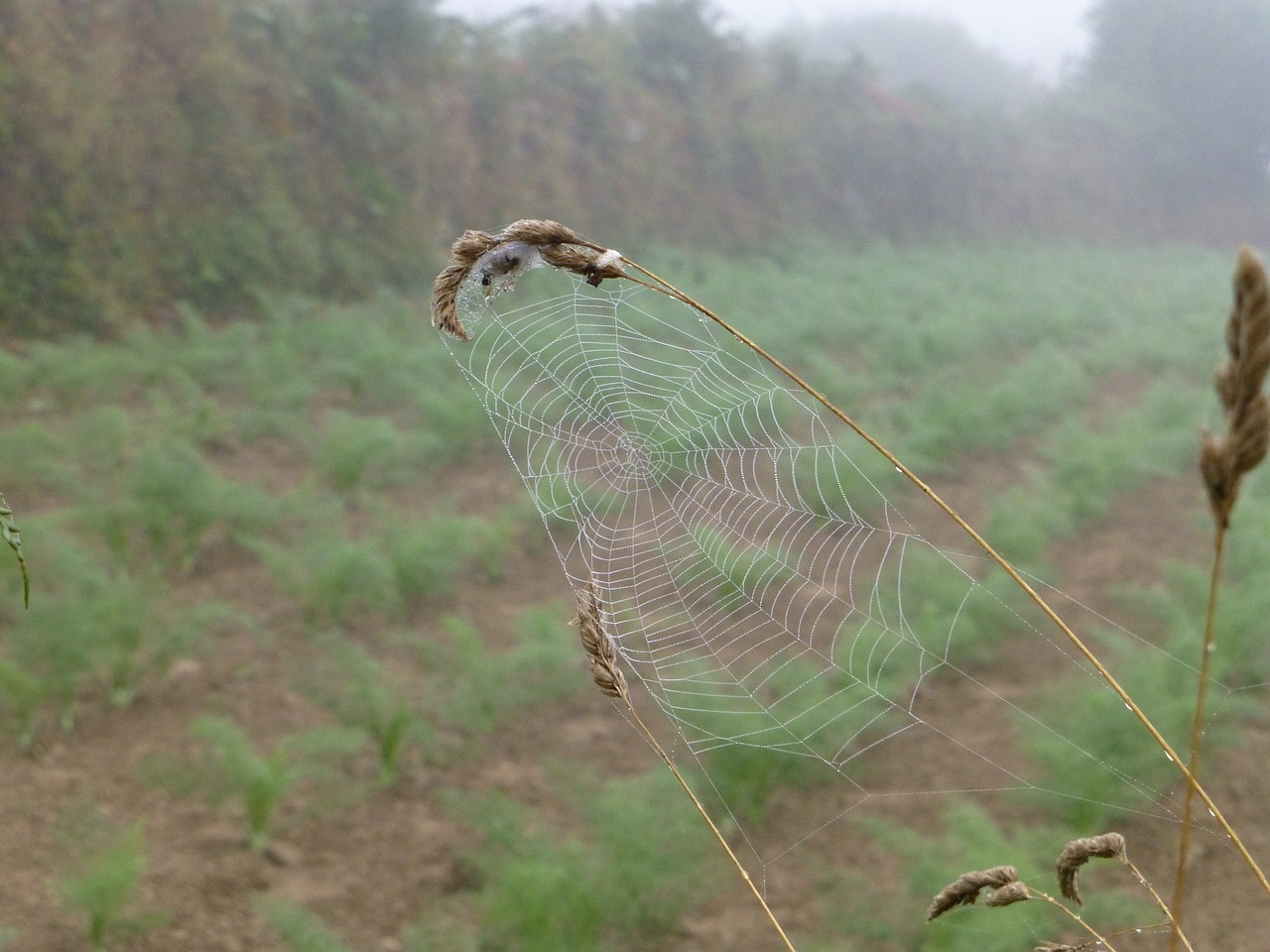 brittany landscape cobweb free photo