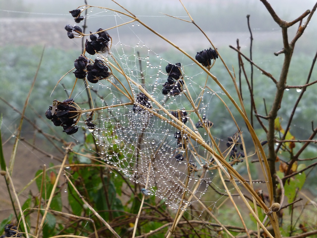 brittany landscape cobweb free photo