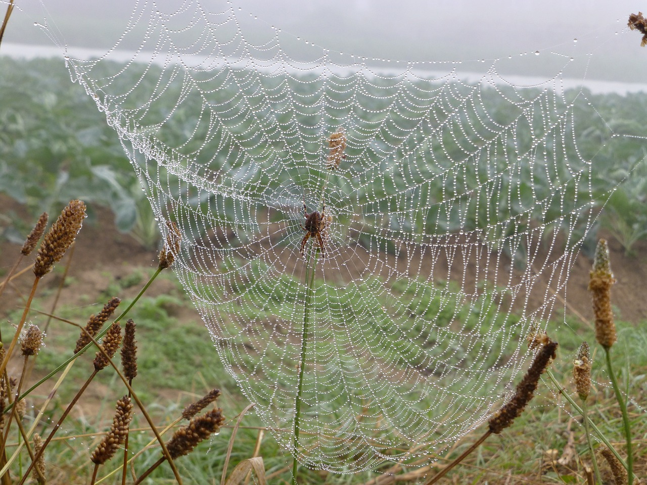 brittany landscape cobweb free photo