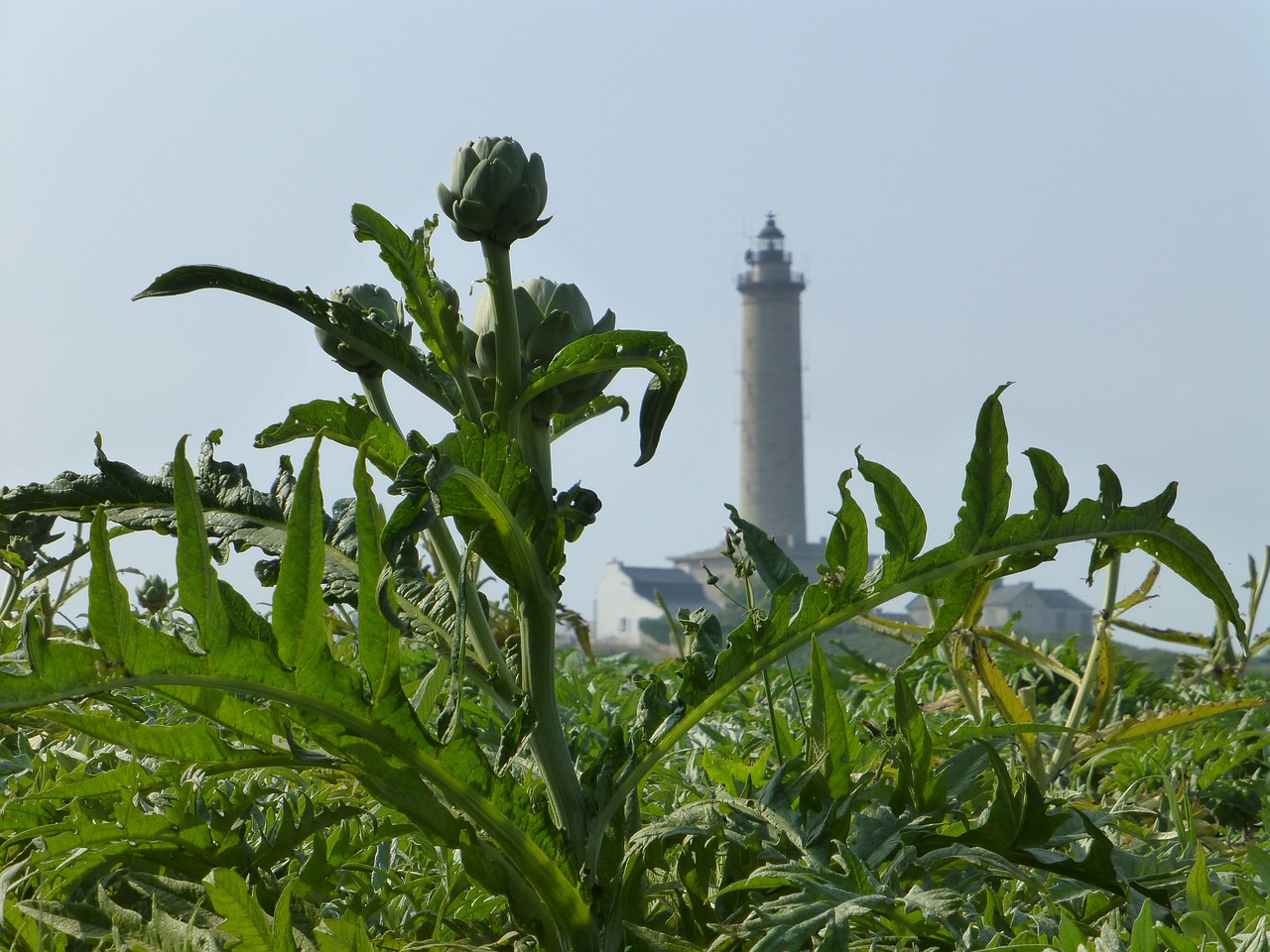 brittany landscape artichoke free photo