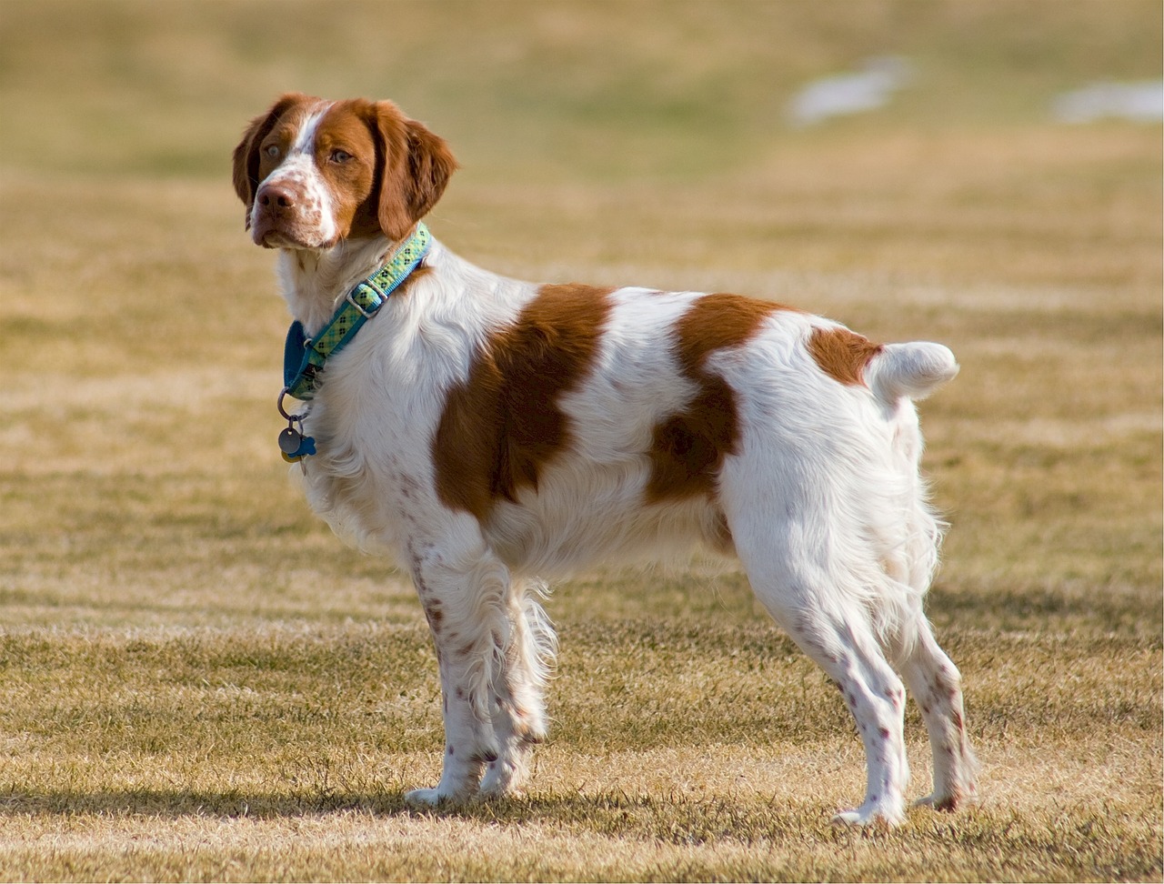 brittany spaniel canine dog free photo