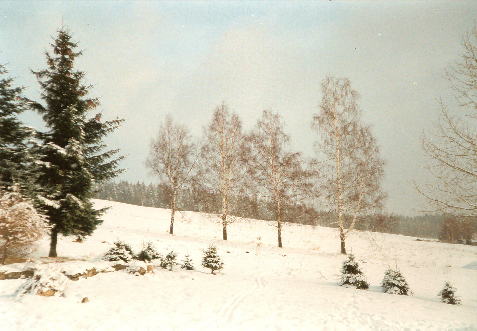 birch trees winter free photo