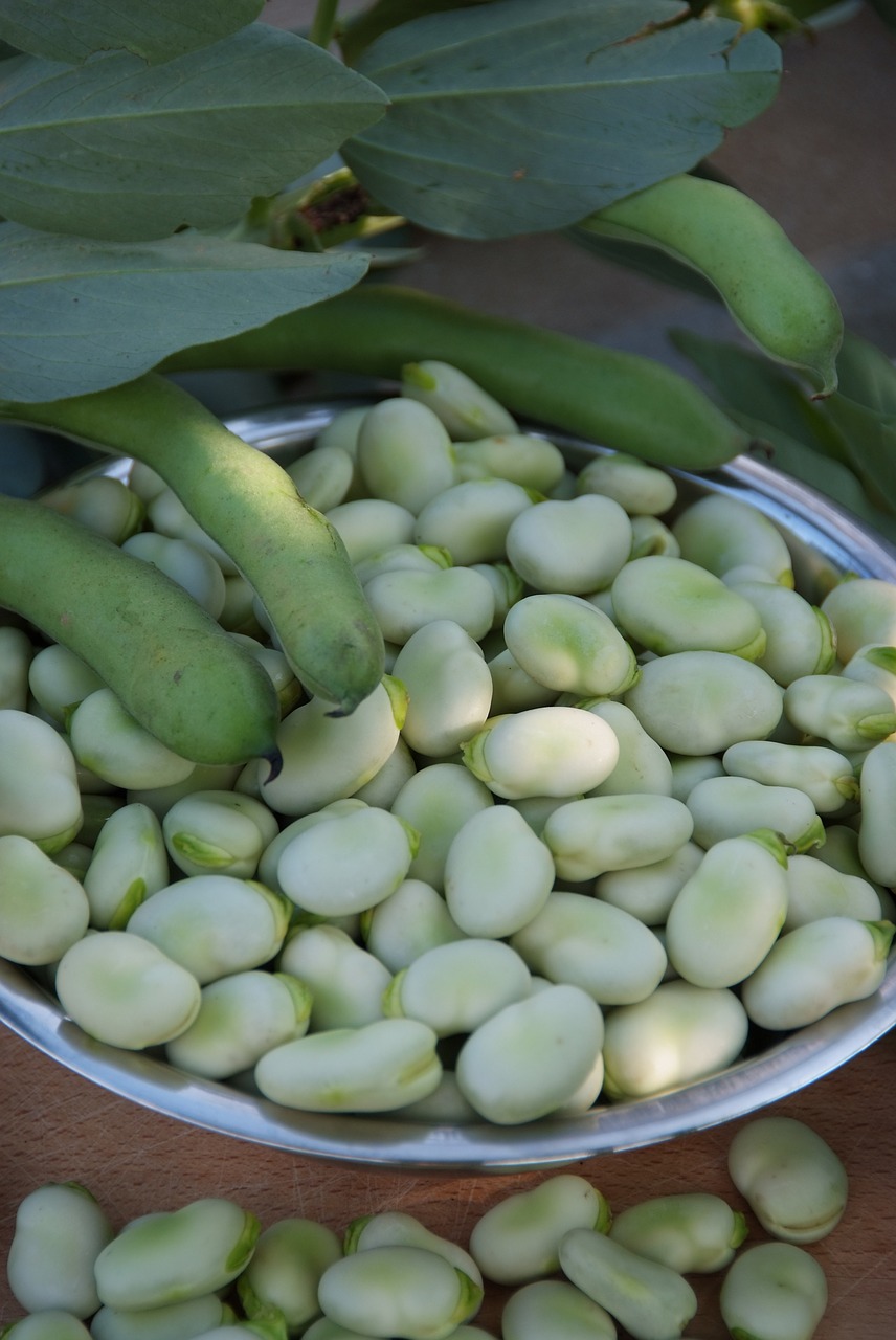 broad bean pod green free photo