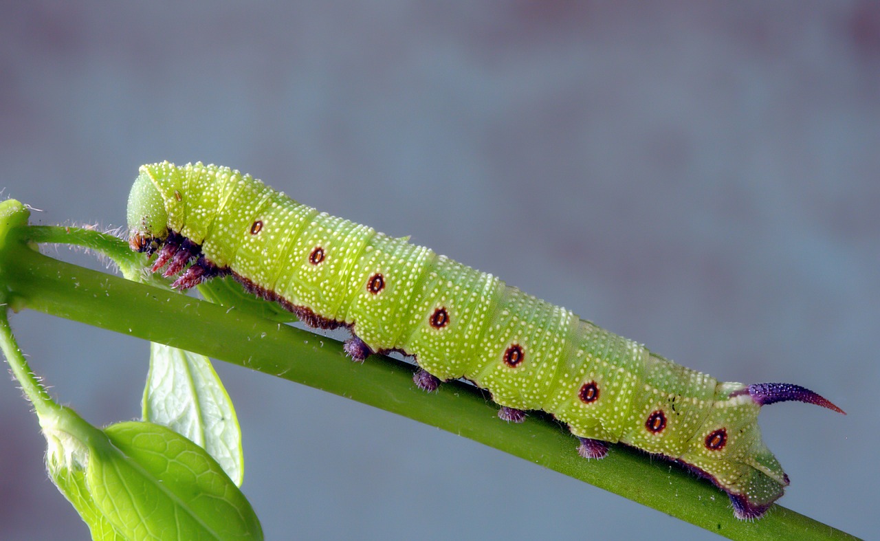 broad-bordered-bee-hawkmoth  larva  caterpillar free photo