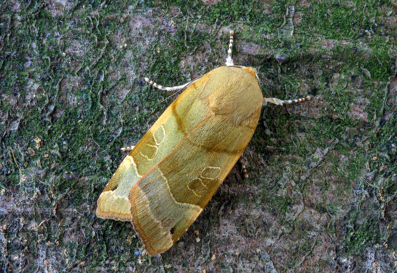 broad-bordered-yellow-underwing  moth  wing free photo