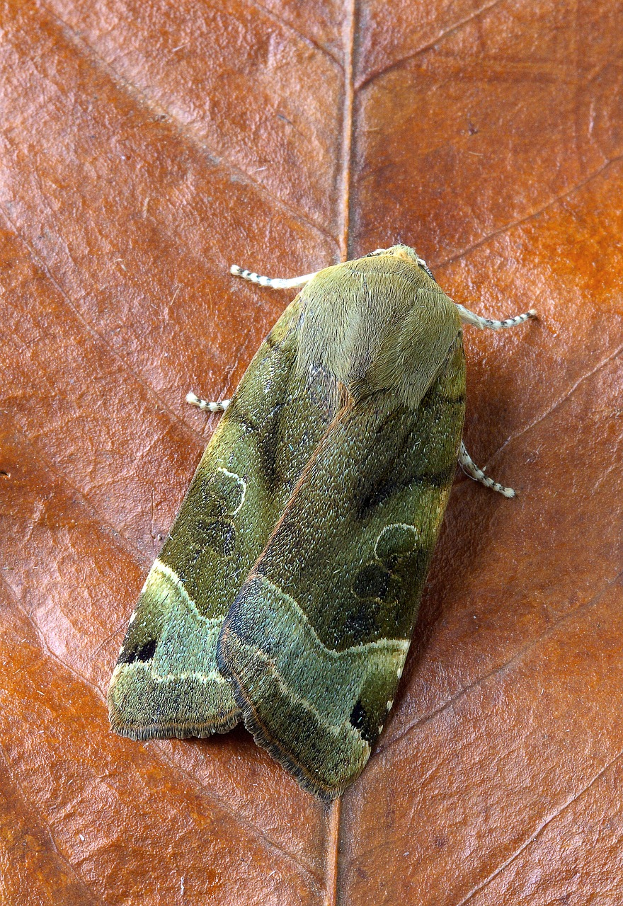 broad-bordered-yellow-underwing  moth  wing free photo