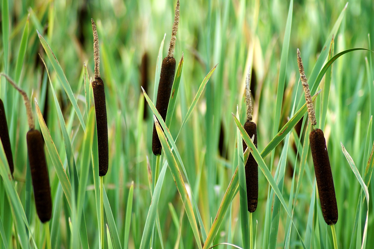 broad-leaved  cattail  plant free photo