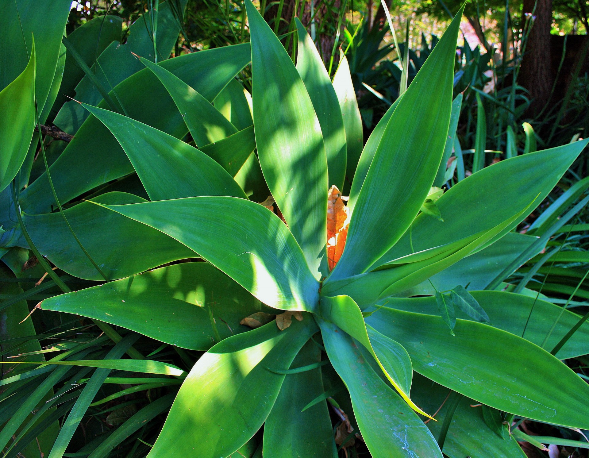 plant green leaves free photo