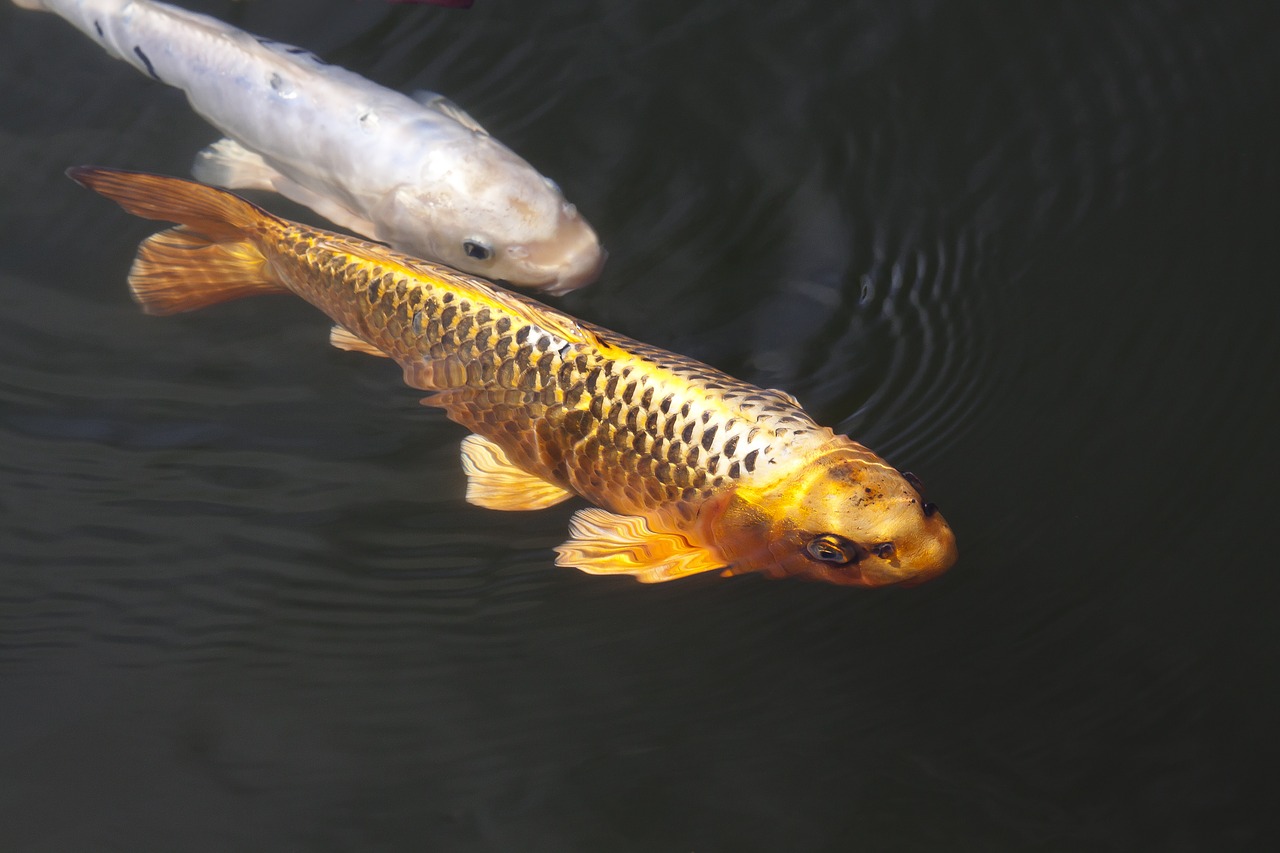 brocade carp koi carp free photo