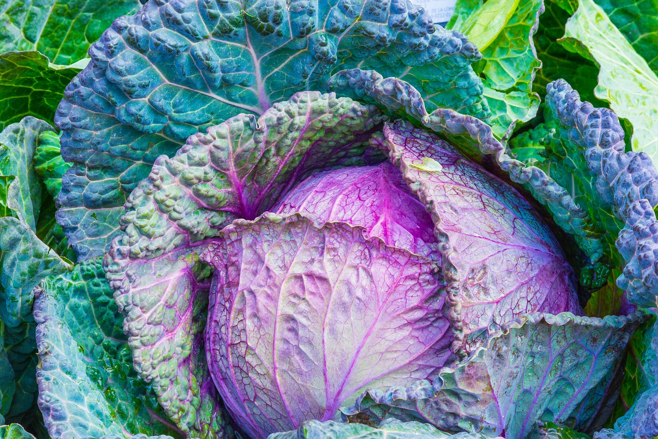 cabbage vegetable power free photo