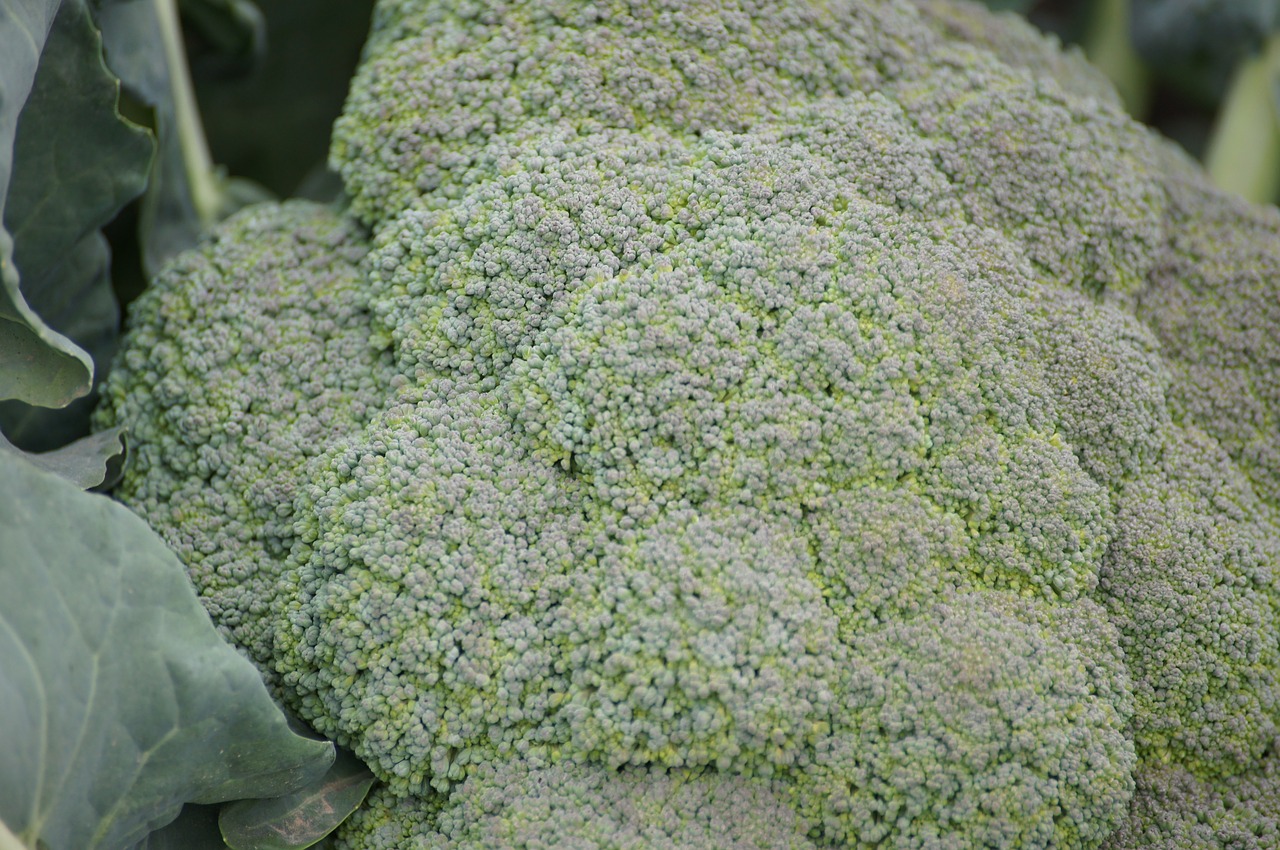 broccoli fruits and vegetables agriculture free photo