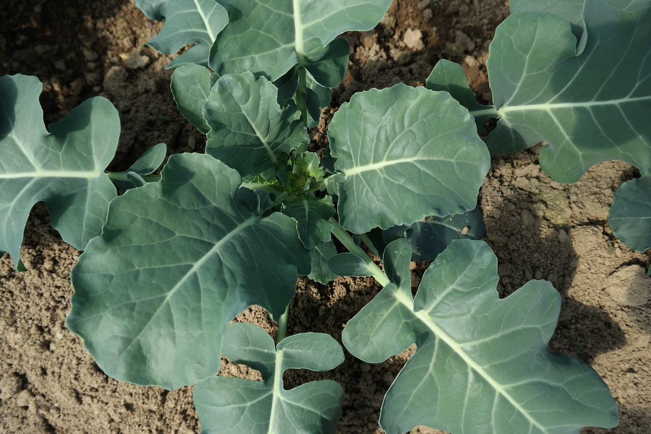 broccoli agricultural products crop free photo