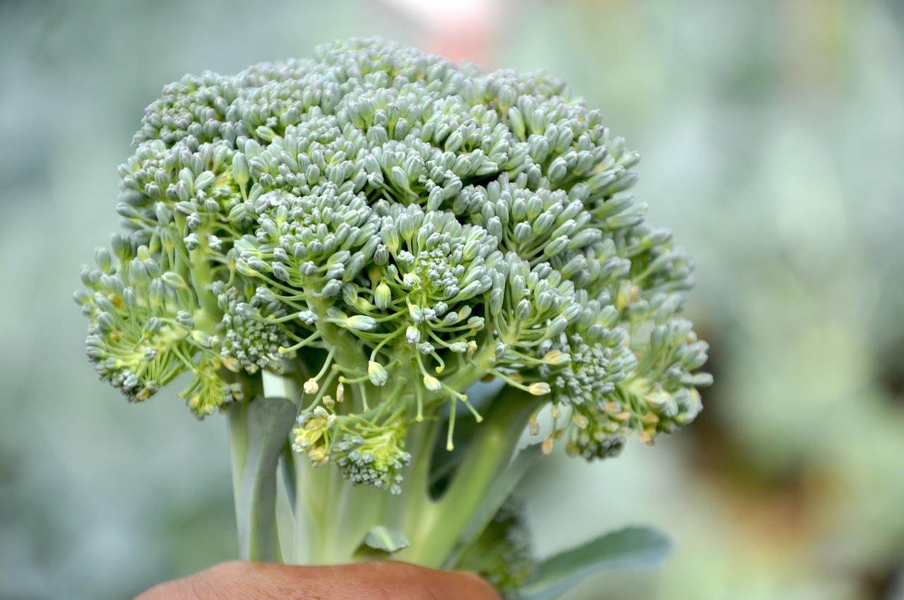 broccoli cauliflower vegetable free photo
