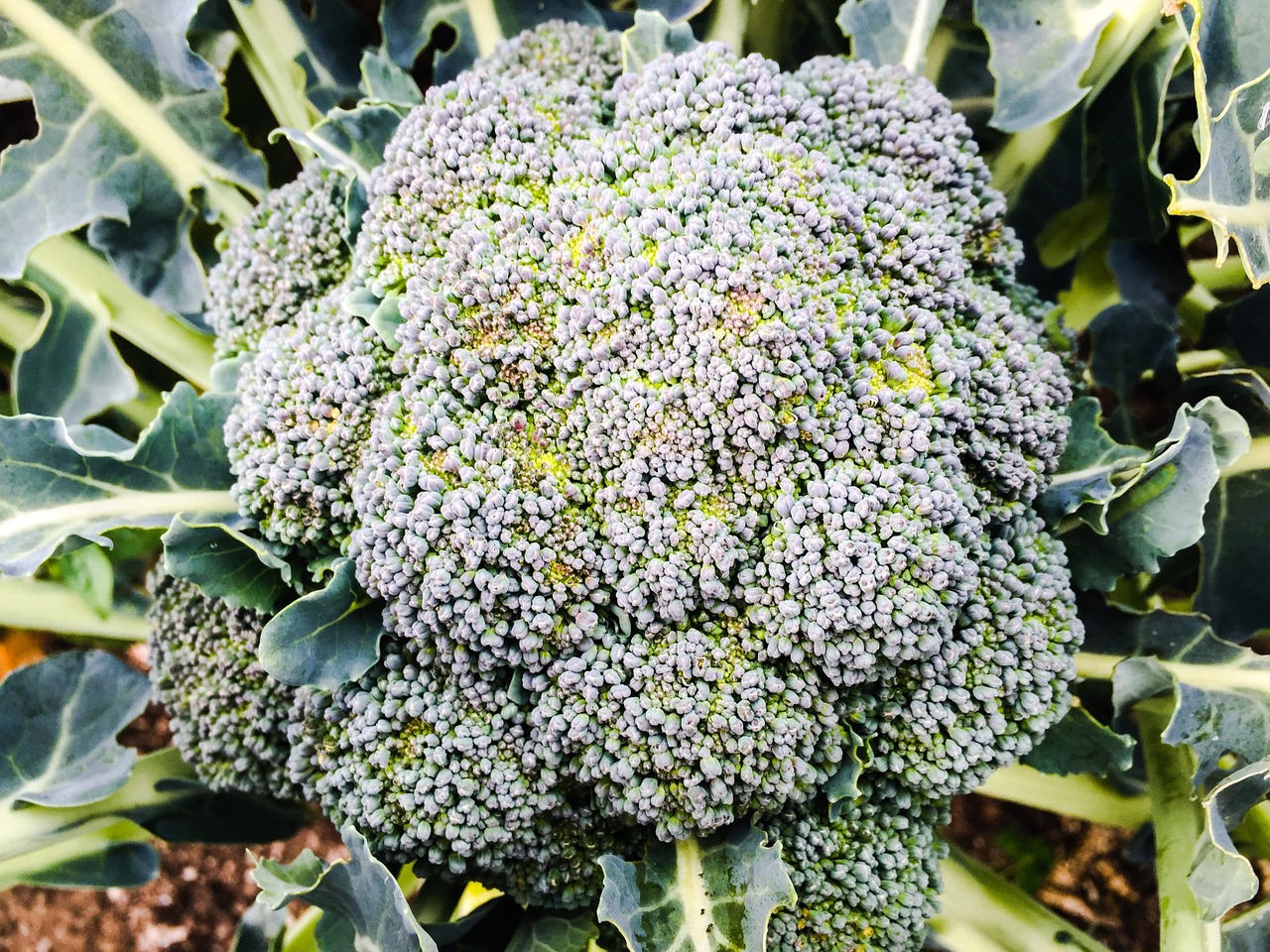 broccoli vegetables garden free photo