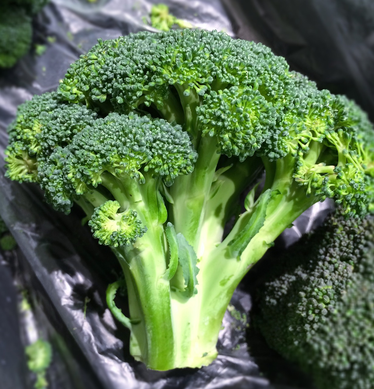 broccoli vegetables seiyu ltd free photo