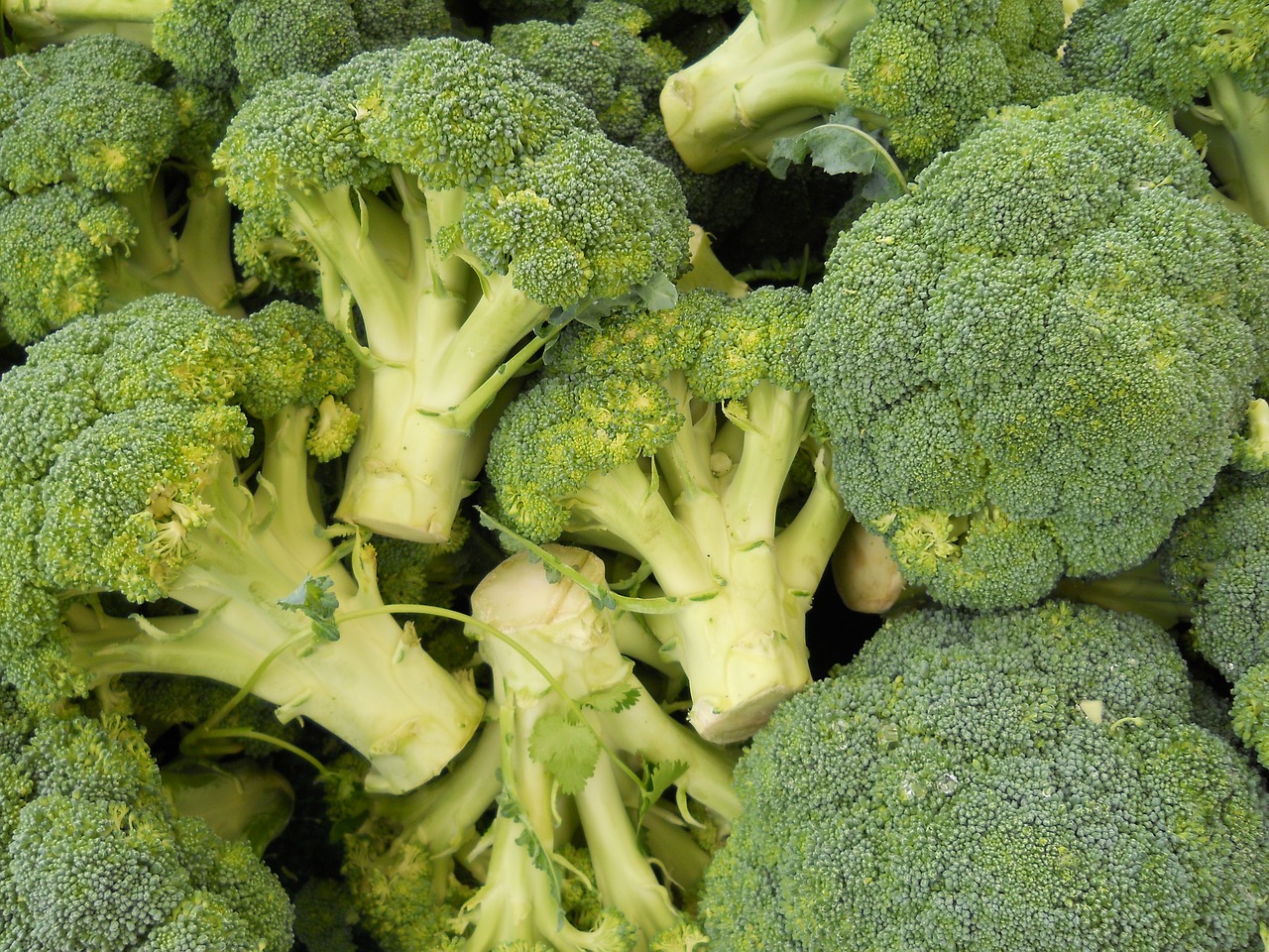 broccoli green food free photo